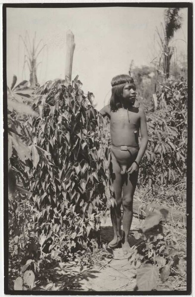 Young Ramkokamekra (Canela) shows the plant Kreró (Dioscorea sp.)