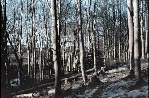 Poiana Brasov: Winterlicher Buchenwald