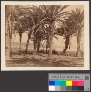 Oasis Ste Marie