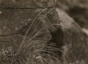 Echtes Federgras (Stipa pennata) unmittelbar vor dem Aufblühen (auf Basalt). Nieda bei Ostritz