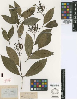Palicourea pulchra Griseb. [syntype]