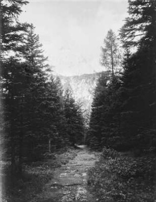 Waldweg : Waldweg durch die Sanntaler Alpen