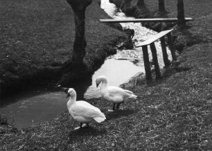Gänse. Gänsepaar an einem Bachlauf