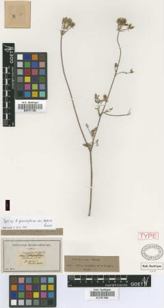 Orlaya grandiflora (L.) Hoffm. var. aspera Griseb.[holotype]