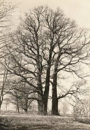 Rackel bei Baruth. Doppeleiche (Quercus) westlich des Burgwalles