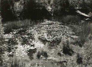 Friedewald. Seerosenteich mit Beständen der Weißen Seerose (Nymphaea alba).