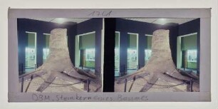 Deutsches Bergbau-Museum, Steinkern eines Baumes