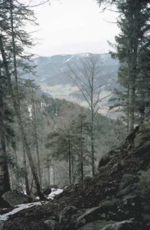 Simonswald: Blick durch Zweribachwald ins Simonswälder Tal