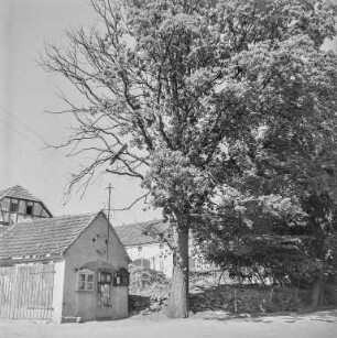 Hof mit Baum : Oberlausitz. Gehöft mit verschiedenen Gebäuden