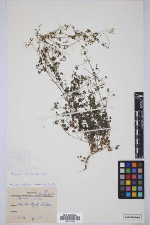 Fumaria muralis muralis Koch
