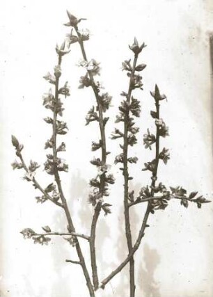 Europa. Echte Seidelbast (Daphne mezereum), Blütenstand