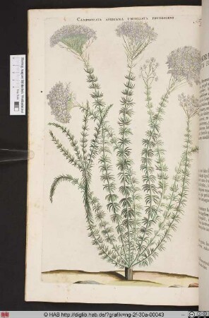 CAMPHORATA AFRICANA UMBELLATA FRUTESCENS.