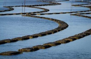Frankreich. Pays de la Loire. Vendee. Ile de Noirmoutier. Marais Salants. Austernzucht im Salinenbecken