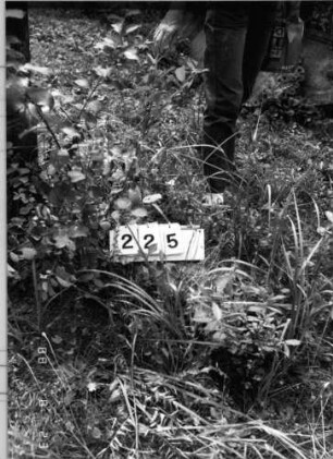 Grabstein 225 (Index: 100095861) Zustand: Fragmente Beschreibung: Fragmente Symbolik: Levitenkanne Besonderheit: siehe Grabstein Nr. 271: Grabstein 225