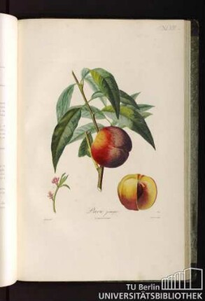 Pl. XLVIII. Pavie jaune.