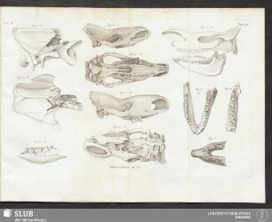 Rhinocéros Pl. IX