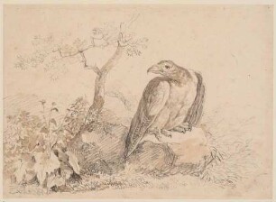 Raubvogel auf einem Stein sitzend