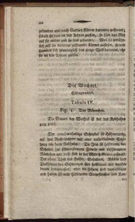Die Wachtel, Schlagwachtel