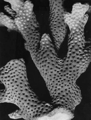 Madrepora corymbosa, Steinkoralle, Hexacoralla, Rotes Meer