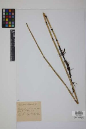 Equisetum hyemale hyemale L.