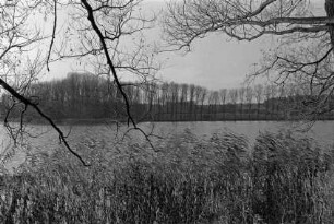 Herrenteich: vorne Schilf: am gegenüber liegenden Ufer Bäume