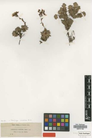 Saxifraga sartorii Heldr. [syntype]