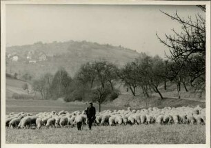 Schafherde im Schwarzwald