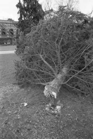 Entwurzelung einer Libanon-Zeder im Botanischen Garten auf Grund von Sturmböen