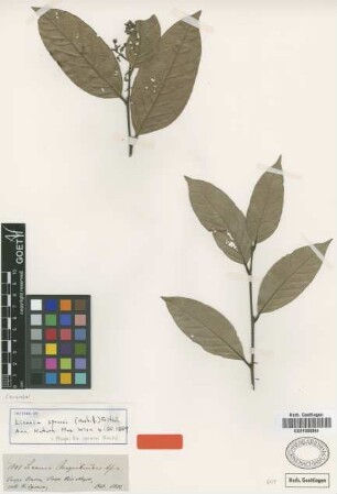Moquilea sprucei Hook. f. [isotype]