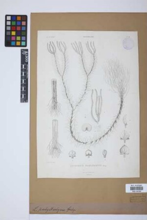 Phlegmariurus phyllanthus (Hook. & Arn.) Dixit