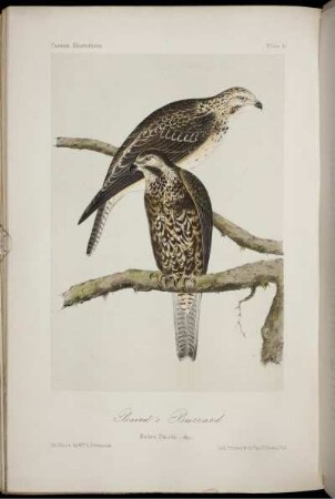 Plate 41. [bis] Plate 50. [siehe arabische Paginierung]