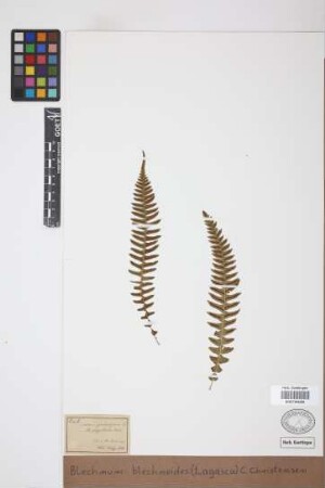 Blechnum blechnoides (Lag.) C.Chr., 1905