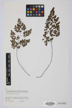Adiantum raddianum Presl