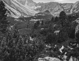 Wald im Gebirgstal : Blick in ein Gebirgstal mit Wald