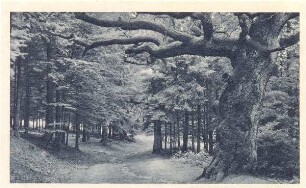 Heidental, Alte Eiche. Hiddesen