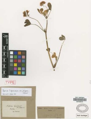 Trifolium hybridum L. var. pingue Griseb.[type]