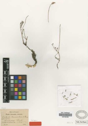 Onobrychis armena Boiss. et Huet [isotype]