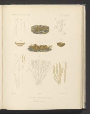 Ciliaria Confusa