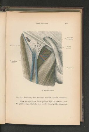 Fig. 523. Schichtung der Weichteile vor dem Canalis obturatorius.