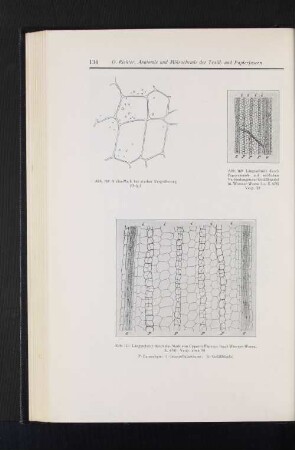 Abb. 168 Aralia-Mark bei starker Vergrößerung (Orig.) Abb. 169 Längsschnitt durch Papyrusmark mit seitlichen Verbindungen der Gefäßbündel (n. Wiesner-Weese l.c. S. 678) Vergr. 30 Abb. 170 Längsschnitt durch das Mark von Cyperus Papyrus (nach Wiesner-Weese, S. 678) Vergr. etwa 90