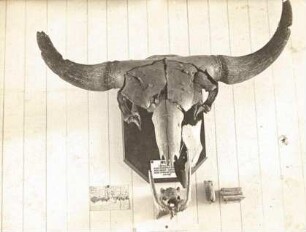 Wisent oder Europäische Bison (Bison bonasus). Schädel von vorn. Zittau: Heimatmuseum