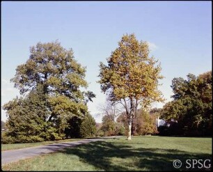 Potsdam, Park Babelsberg, Zufahrtsdrive, Blick auf das Kleine Schloss.