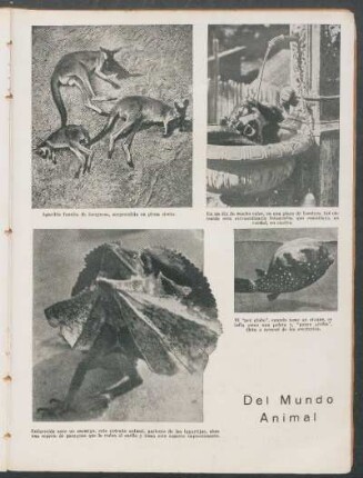 Del mundo animal