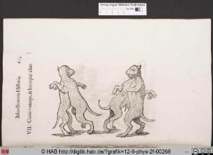 Canis uniceps, & bicorpor alius.