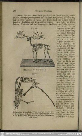 Fig. 92. Restauration des Riesenhirsches
