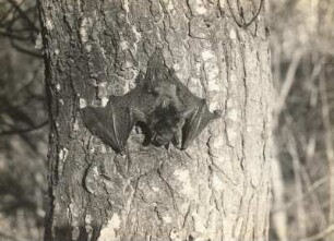 Wasserfledermaus (Myotis daubentonii KUHL.), an einem Baumstamm kletternd