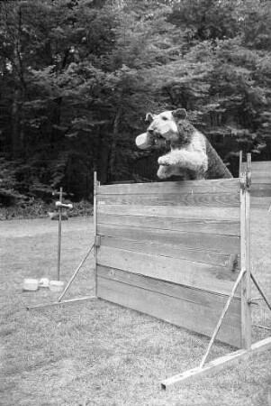 Terrier-Ausscheidung der Landesgruppe Baden-Württemberg auf dem Gelände des Vereins der Hundefreunde Karlsruhe