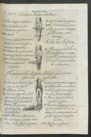 Figura IV. Cerebrum Anseris detectum