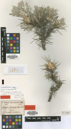 Astracantha microptera (Fisch.) Podlech