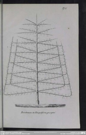 Tf. 6. Birnbaum in Haspelform gezogen